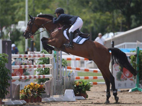 2026年国际足联世界杯